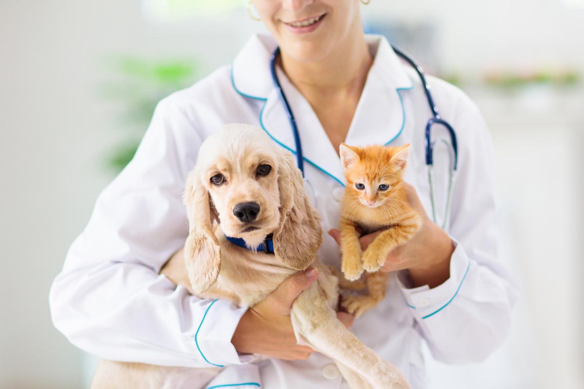 Understanding Your Pet’s Whining – Is it Boredom, Pain, or Something Else? 