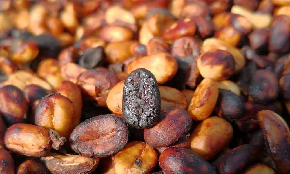 Tips for Storing Freshly Roasted Arabica Beans to Maintain Freshness