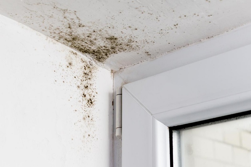 What Does Mildew Smell Like? Learn to Spot the Musty Warning Signs